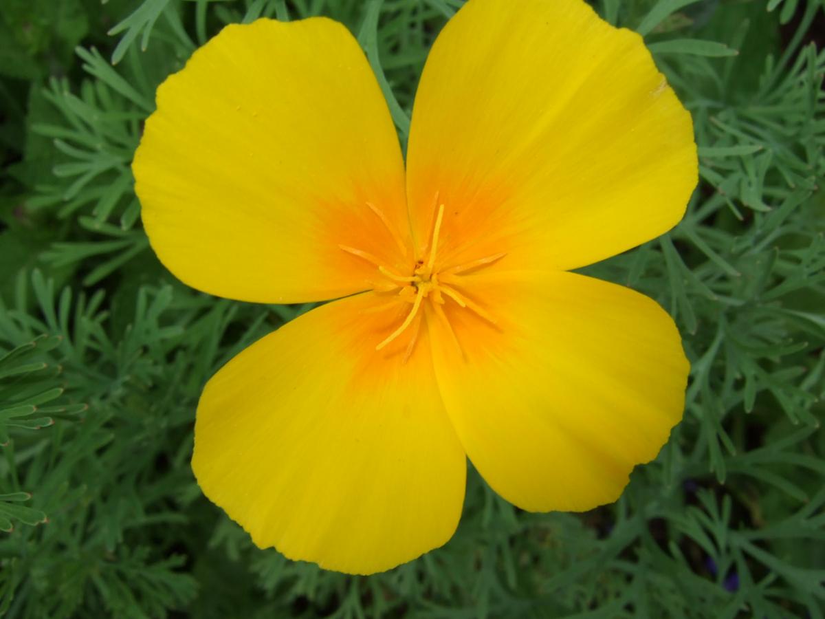 Goldmohn